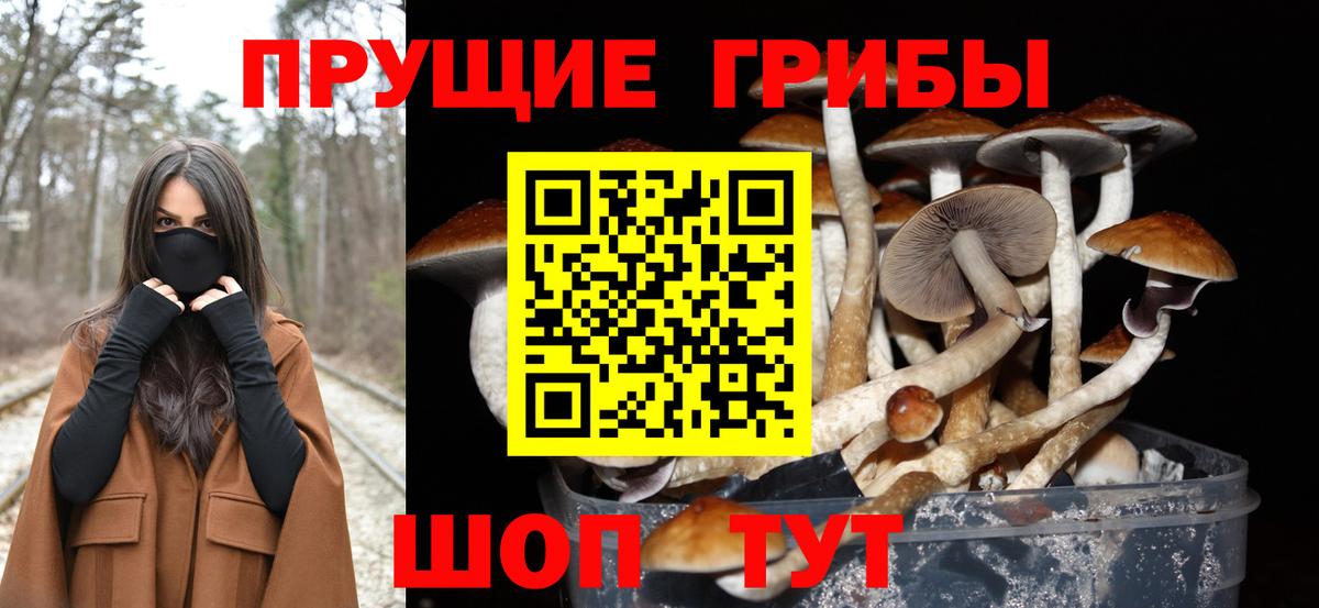 Псилоцибиновые грибы Psilocybe Лесной
